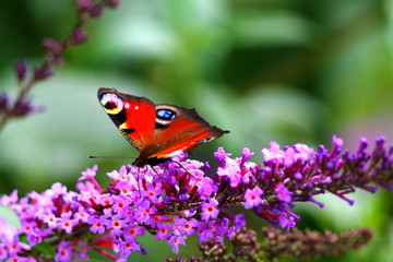 Peacock butterfly on buddleia flower.