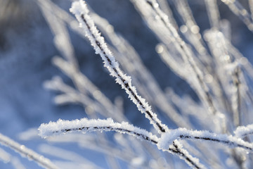 frozen branches covered with frost