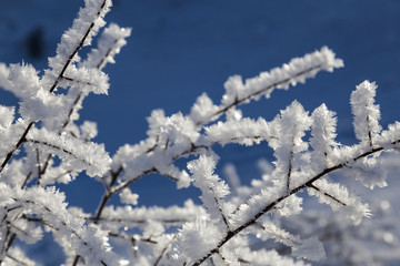  white crystals of frost on the branches