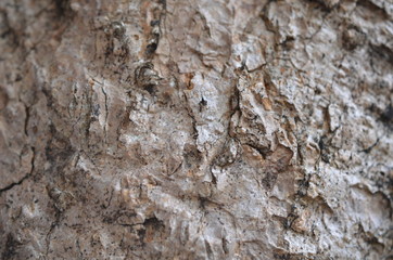 tree bark background