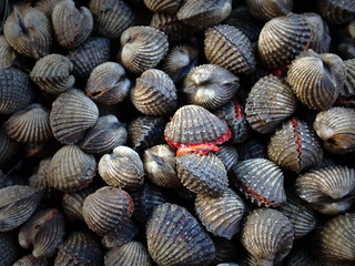 Fresh cockle in the seafood market
