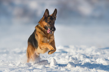 German shepherd dog play in snow