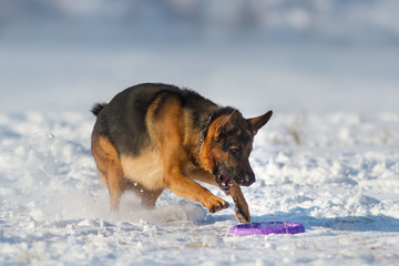 Beautiful german shepherd dog catching toy in snow field