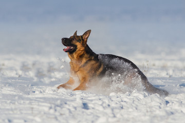German shepherd dog play in snow