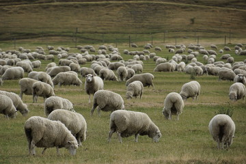 Fototapeta premium Herd of sheep on the pasture