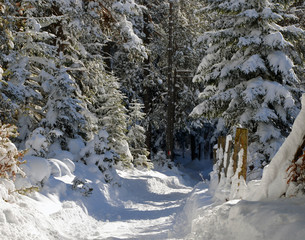 Fototapeta na wymiar Snowy winter path in forest, Tyrol Austria