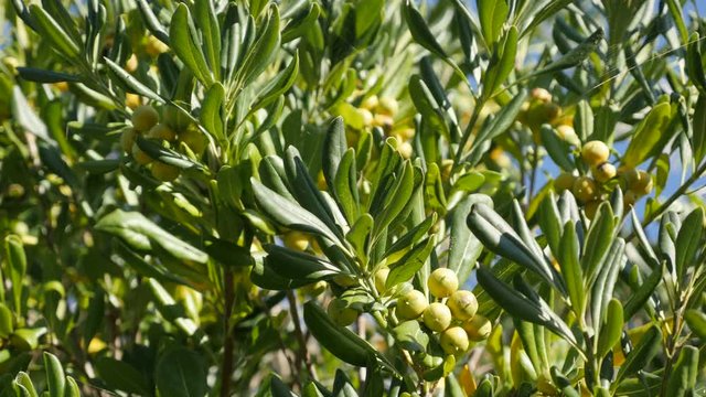 Plant Olea europaea with green berries and leaves close-up 4K 2160p 30fps UltraHD footage - Branches of olive tree near sea border sun-lighted 3840X2160 UHD video