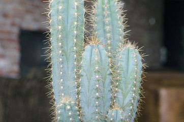 Close up of a cactus standing in a interior of a restaurant