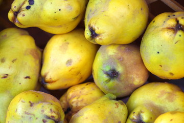 Big ripe quinces in wooden box. Selected Focus.