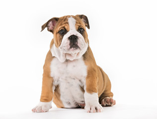 Brown And White Mops Dog