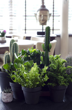 A set of cactuses on a table in a restaurant