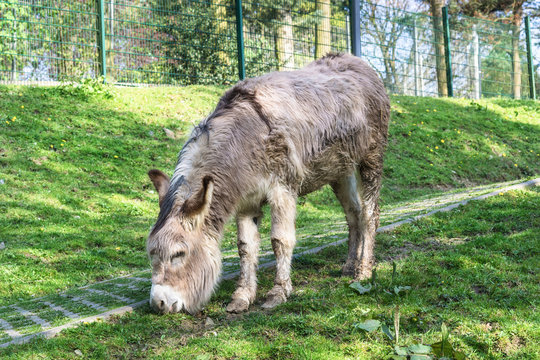 Esel auf einer gr&uuml;nen Wiese