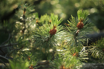 flowering pine
