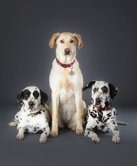 Three dogs in studio