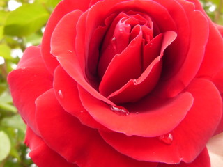 Rote Rose mit Regentropfen