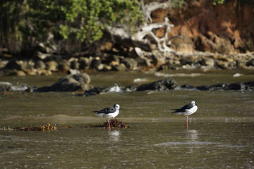 Stelzenläufer - Himantopus himantopus - Black-winged Stilt
