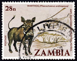 Postage stamp Zambia 1999 Desert Warthog, Animal