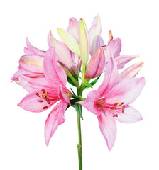 Obraz na płótnie Canvas Beautiful pink lily isolated on white background