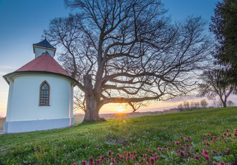 Little Church and Tree near Vinkovci