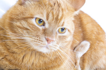 Beautiful domestic ginger orange cat Portrait looking ginger cat