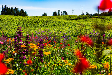 Spring red yellow purple flowers in vineyard rolling hills Nor Cal