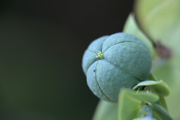 Fruit of the poisonous Euphorbia lathyris (caper spurge)
