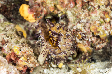 espirografo
