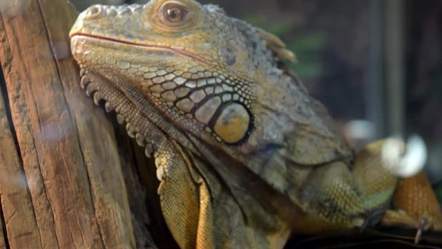 Close-up of iguana lizard in the cage.