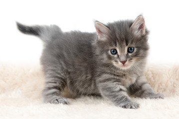 Kitten on a white background