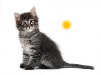 Kitten on a white background