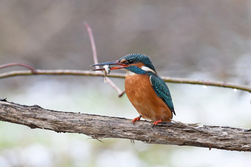 Common Kingfisher (Alcedo atthis)