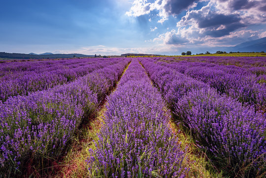 Daily cloudy landscape with lavender in the summer at the end of June. Contrasting colors, beautiful clouds, dramatic sky.