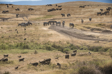 Fototapeta na wymiar Abundance of Animals in Ngorogoro Crater