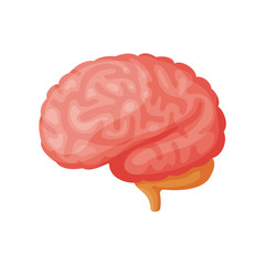 Human brain vector illustration.