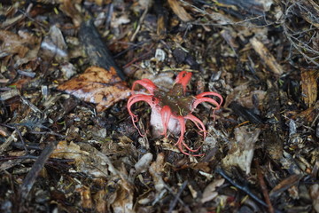 Tintenfischpilz (Clathrus archeri) - devil's fingers, octopus stinkhorn or star stinkhorn