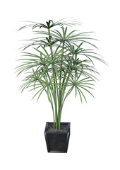 3D Rendering Palm Tree on White