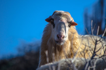 Sheeps in nature on meadow. Farming outdoor, Crete, Greece.
