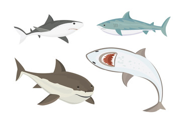 Vector shark character.