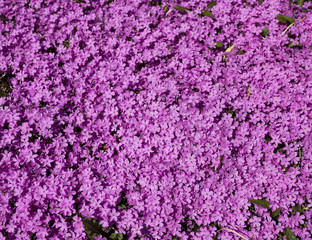 Spring pink purple phlox background. Horizontal.