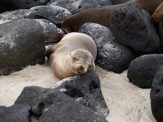 Naklejka premium Sleeping sea lion on Ochoa Beach, San Cristobal Island, Galapagos archipelago, Ecuador, South America