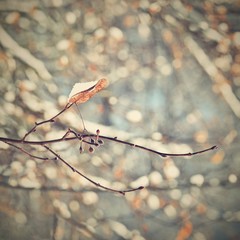 Frost and snow on branches. Beautiful winter seasonal  background. Beautiful nature.