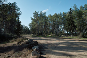 Wide Forest Sandroad