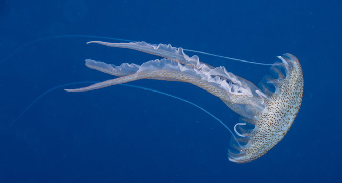 medusa