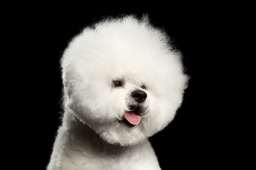 Close-up portrait of white bichon frise dog with groomed fur like ball head isolated on black background, front view - obrazy, fototapety, plakaty
