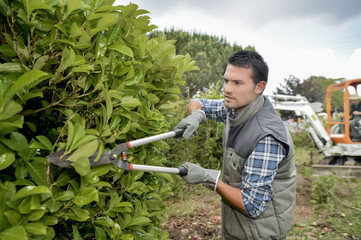Gardener pruning hedge with shears