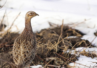 Common pheasant female in winter, phasianus colchicus, searching for food 