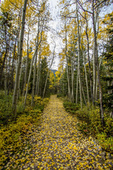 Colorado Fall Leaves