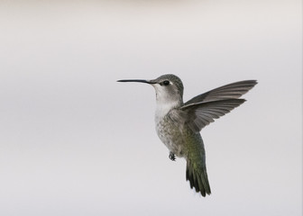 Fototapeta na wymiar Costas Hummingbird (Calypte costae) Female In Flight
