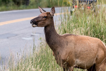Yellowstone - Elk