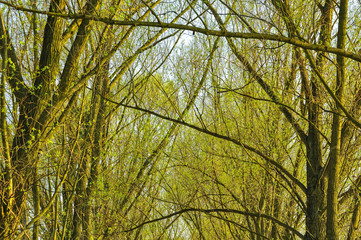 Wczesna wiosna na drzewach